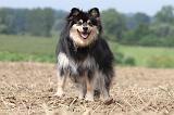 CHIEN FINNOIS DE LAPONIE 687